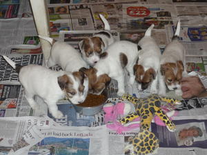 THE LITTER