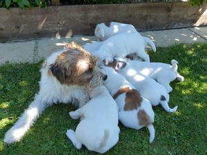 Litter of six