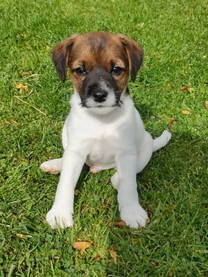 BROKEN COATED DOG PUP AVAILABLE