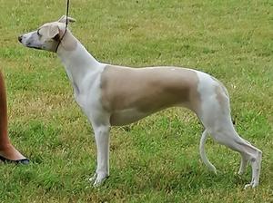 Bryntreia Whispered Love At Palmik JW