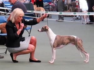 Ch Palmik Whisper Again JW