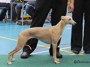 Palmik Starlight Surprise JW