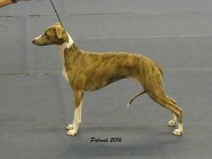 Palmik Wish Me Luck JW