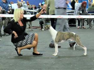 Ch Palmik Whisper Again JW