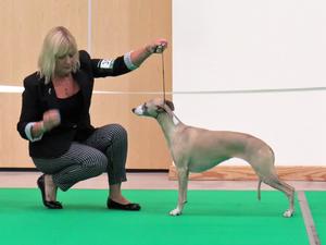 Ch Palmik En Vogue JW ShCM