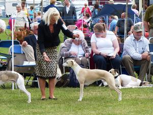 Palmik Live To Tell JW