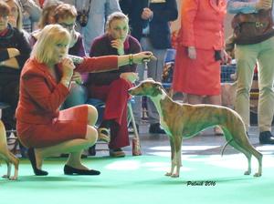 Palmik Wish Me Luck JW