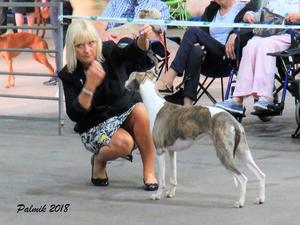 Ch Palmik Whisper Again JW