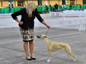 Palmik Carousel For Huntinghill JW
