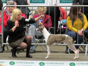 Ch Palmik Whisper Again JW