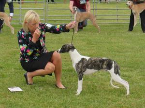 Palmik King Of Clubs JW