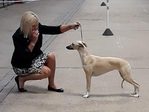 Palmik Carousel For Huntinghill JW