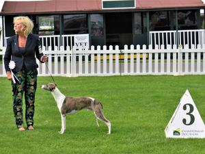 Ch Palmik Whisper Again JW