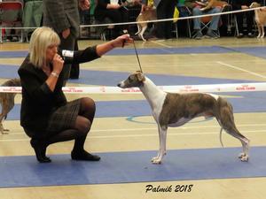 Ch Palmik Whisper Again JW