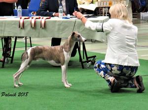 Ch Palmik Whisper Again JW