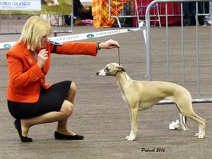 Palmik En Vogue JW ShCM