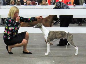 Ch Palmik Whisper Again JW