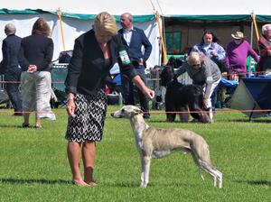 Palmik King Arthur JW