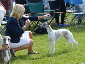 Palmik Kandalama Dusk Till Dawn JW
