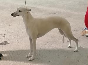 Ch Palmik Misty Eve JW