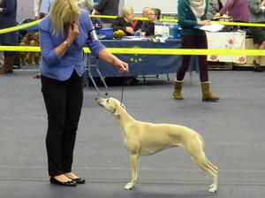 Ch Palmik Misty Eve JW