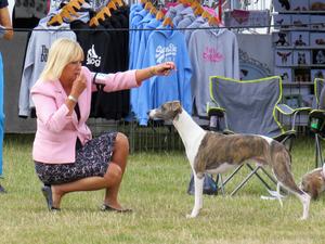 Ch Palmik Whisper Again JW