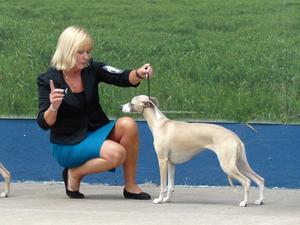 Palmik En Vogue JW ShCM