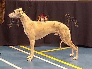 Palmik Turn It On Again JW