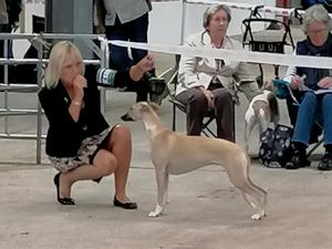 Palmik Carousel For Huntinghill JW