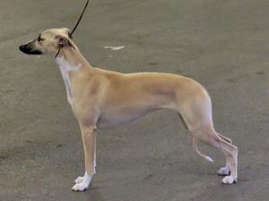 Palmik Carousel For Huntinghill JW