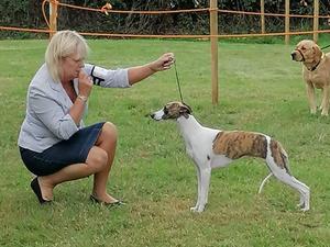 Palmik Queen Of Diamonds JW