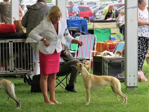 Palmik Carousel For Huntinghill JW