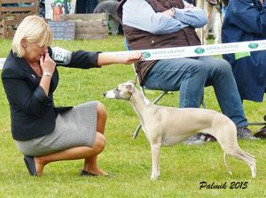Palmik En Vogue JW