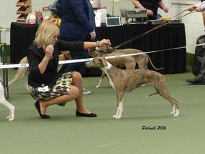 Palmik Wish Me Luck JW