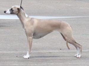 Ch Palmik En Vogue JW ShCM