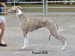 Palmik Wish Me Luck JW