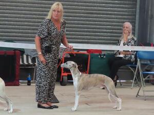 Palmik King Arthur JW