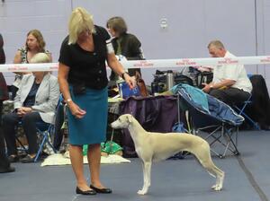 Palmik Truth About Love JW