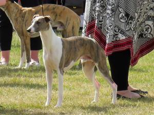 Ch Palmik Whisper Again JW