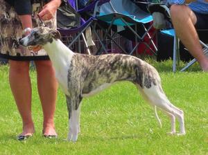 Palmik Lady Guinevere