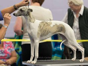 Palmik Kandalama Dusk Till Dawn JW