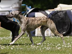 Palmik Magic Trick  JW