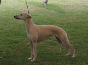 Ch Palmik Misty Eve JW