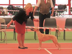 Palmik Carousel For Huntinghill JW
