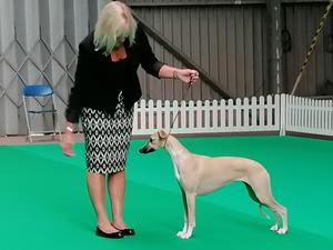 Palmik Carousel For Huntinghill JW