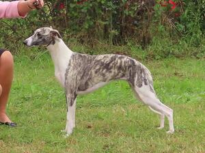 Palmik Lady Guinevere