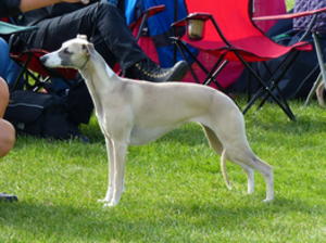 Palmik En Vogue JW