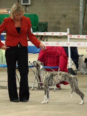 Am Ch Merci Isle Magnolia at Palmik