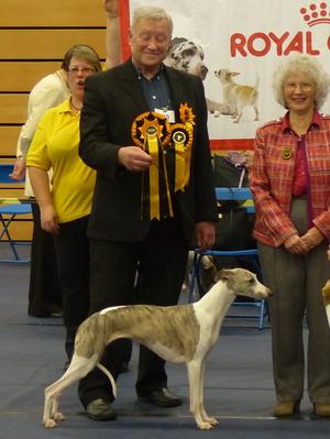 Ch Palmik Magical Whispers JW