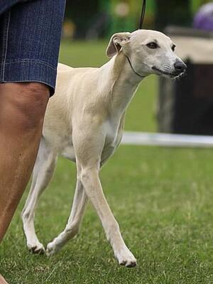 Ch Palmik Chasing Rainbows JW